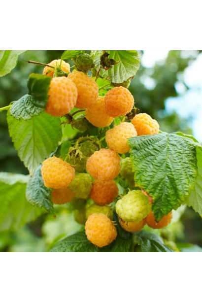 Малина ‘Ол Голд’ — жовті ягоди на гілках під сонцем.